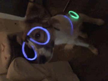 Flitz der Querkopf ;-)