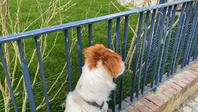 ..., w&auml;hrend Coffee Devi und die Prinzen zu im Welpengarten sucht